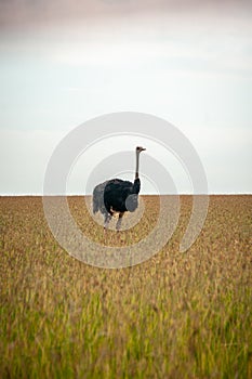 Wild ostriches walking on the yellow grass