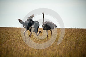 Wild ostriches walking on the yellow grass