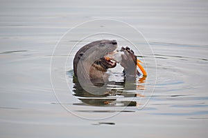 Wild otter eating a caught fish in the water
