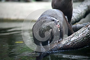 wild otter eating in a zoologic park
