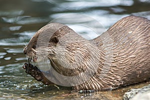 Wild otter in a river eating a fish