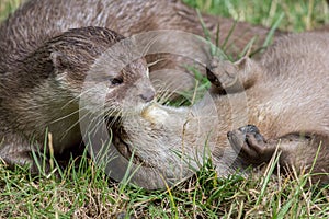 Wild otters playing. Affectionate river animal pair social bonding.