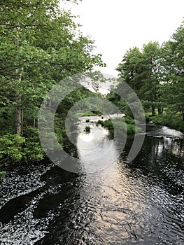 Wild Out of Doors in the Poconos