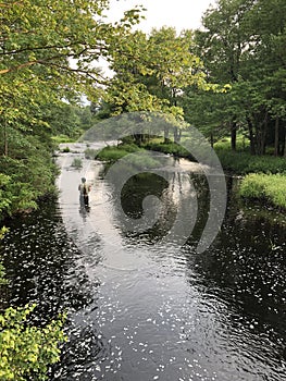 Wild Out of Doors in the Poconos