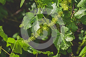 Wild outdoor Vines  Nature Landscape