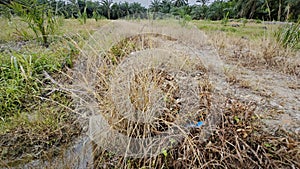 wild overgrown vegetation grasses by the rural dirt roadside. photo