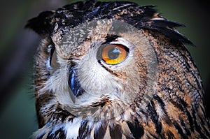 Wild owl closeup