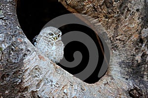 Wild owl in the nature habitat