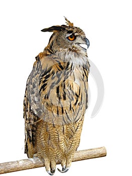 Wild owl sitting on a wooden support