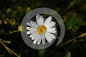 Wild ox-eye daisy (Leucanthemum vulgare) in dew drops, top view, selective focus, natural dark green blurred background