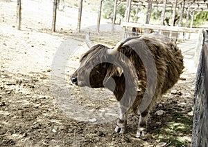Wild ox farm