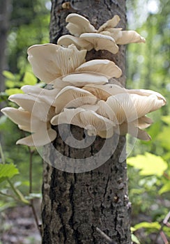 Wild oyster mushrooms