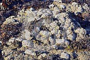 Wild oysters on the beach of Beg Meil