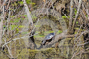 Wild Painted Turtle Basking on Tree in Bog