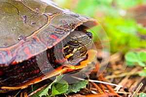 Wild Painted Turtle Hiding In Shell