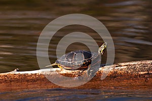 Wild Painted Turtle Sunning Himself On Log photo