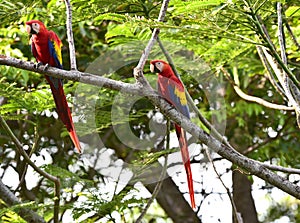 Wild pair scarlet macaws in tree costa rica photo