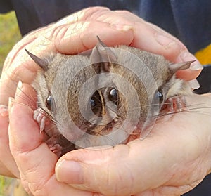 Wild pair of southern flying squirrel - Glaucomys volans - being held in the hands of a woman. Small brown nocturnal mammal found