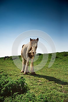 Wild palamino young foal horse alone in green field with blue sky