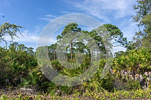 Wild palm trees on Gulf coast of Florida