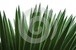 Wild palmetto with isolated white background, pattern of green pointy leaves, beautiful texture background