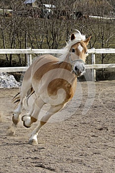 A wild Palomino Horse