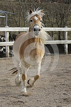 A wild Palomino Horse