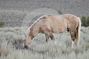 Wild Palomino Stallion Grazing on the Prairie