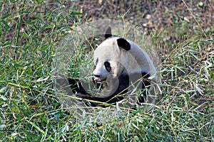 Wild panda bear in Qinling mountains, China