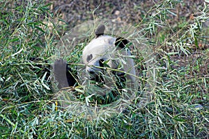 Wild panda bear in Qinling mountains, China