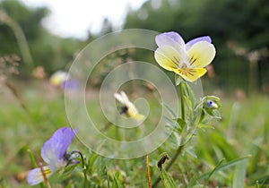 Wild pansies (viola tricolor), also known as heart's ease, growing on a garden lawn