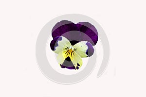 Wild Pansy