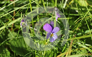 Wild Pansy