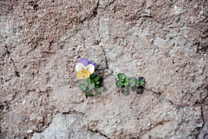 A wild pansy flower on the cement wall