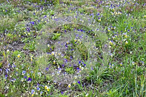 Wild pansy flowers on a spring meadow