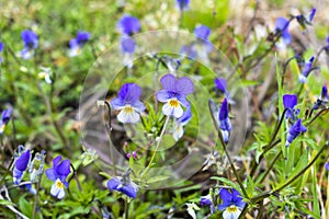 Wild pansy flowers on a spring meadow