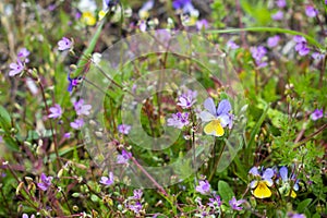 Wild pansy flowers on a spring meadow