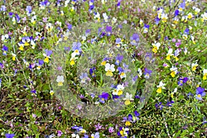 Wild pansy flowers on a spring meadow