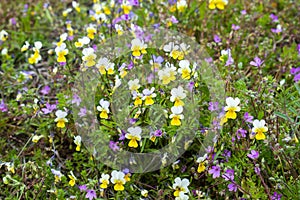 Wild pansy flowers on a spring meadow