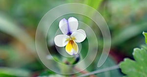 Wild Pansy Heartsease, Viola Arvensis, soft light Violacea, spring background, soft light