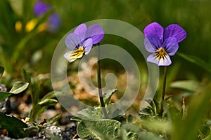 Wild pansy, Viola tricolor