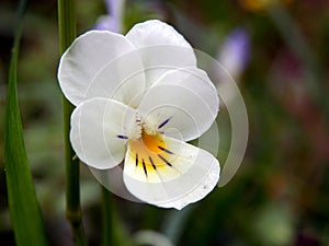 Wild Pansy (Viola tricolor),