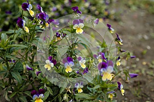 Wild pansy, Viola tricolor, Johnny Jump up, heartsease, heart`s delight, tickle-my-fancy, come-and-cuddle-me, three faces in a