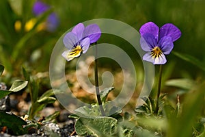 Wild pansy, Viola tricolor photo