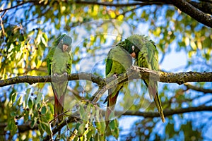 Wild parakeets Aratinga acuticaudata on branches of tree in park. Wild life in city