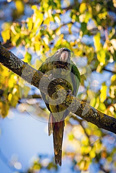 Wild parakeets Aratinga acuticaudata on branches of tree in park. Wild life in city