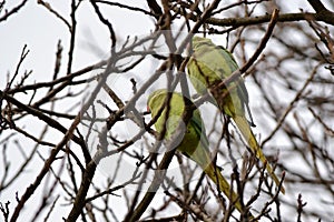 Wild Parakeets Hyde Park London