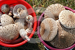 Wild parasol mushrooms