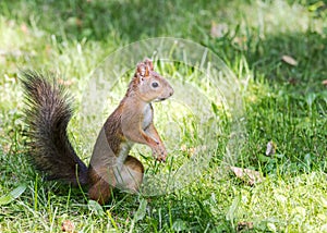 Wild park squirrel standing in grass and searching for food