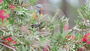 Wild parrot in Australia
